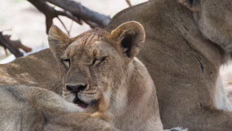Young-Lion-Lying-Down-Next-To-Its-Mother