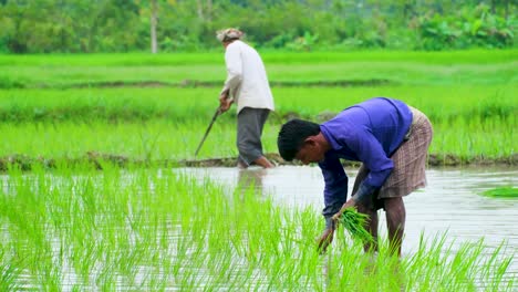 Bauern-Pflanzen-Reissämlinge-In-Bangladesch
