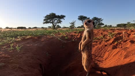 Early-morning-ground-level-footage-of-a-Suricate-Meerkat-standing-upright-at-the-burrow-looking-around-while-another-one-digs-beside-him