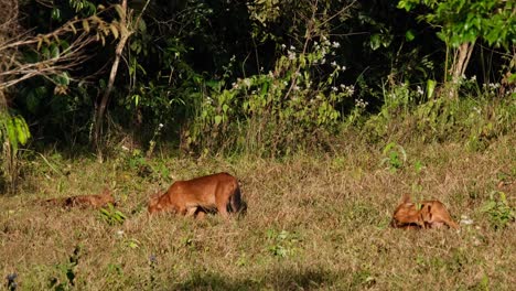 A-pack-seen-together-outside-of-the-forest-as-they-socialize-making-their-relationship-strong,-Dhole-Cuon-alpinus,-Thailand