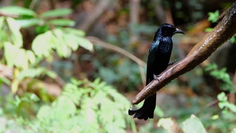 Perched-on-a-branch-with-flowing-fresh-water-deep-in-the-forest-and-then-flies-away,-Hair-crested-Drongo-Dicrurus-hottentottus,-Thailand