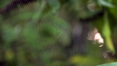 Close-up-of-thin-spider-web-amongst-plants