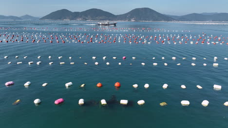 Boat-travels-through-an-oyster-farm-in-Geoje,-South-Korea-located-in-Geyongsang-province