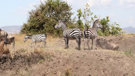 Manada-Mixta-De-Cebras-Y-ñus-Durante-La-Migración-En-La-Reserva-De-Caza-Masai-Mara,-Kenia,-África-Oriental