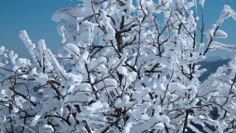Gefrorene,-Schneebedeckte-Äste-Eines-Baumes-An-Einem-Kalten,-Sonnigen-Wintertag-Vor-Blauem-Himmel-Am-Balwangsan-Berg-Gangwon-do---Nahaufnahme-Der-Parallaxe-In-Zeitlupe