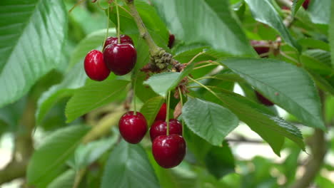 Close-up-ripe-red-cherries-hanging-from-cherry-bush-behind-green-leaves