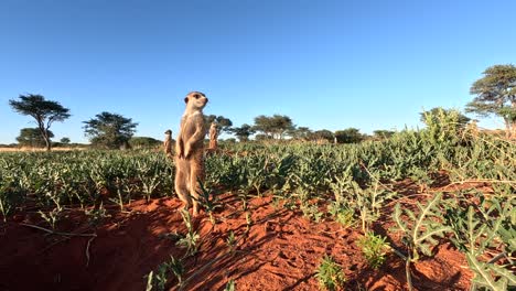 Erdmännchen-Stehen-In-Der-Morgensonne-In-Der-Südlichen-Kalahari-Wüste-In-Afrika