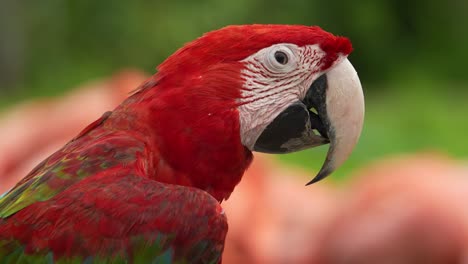 Extreme-Nahaufnahme-Der-Kopfdetails-Eines-Exotischen-Rot-grünen-Aras,-Der-Häufig-Für-Den-Illegalen-Papageienhandel-Gefangen-Wird