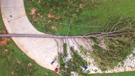 Aerial-Drone-Shot-of-Pine-Tree-Removal