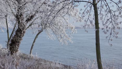 Snow-Covered-Trees-By-The-Rivershore-Of-Danube-In-Galati,-Romania