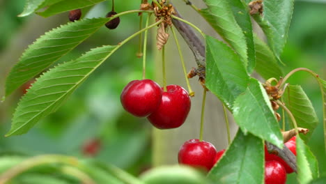 Close-up-ripe-red-cherries-hanging-from-cherry-bush