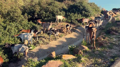 Moving-alongside-a-herd-of-goats-grazing-on-coastal-vegetation-under-the-gentle-rays-of-low-angle-sunlight,-embodying-the-concept-of-domesticated-animals