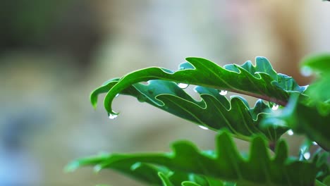 Wunderschön-Strukturierte-Grüne-Blätter-Mit-Regentropfen-Am-Ende,-Taubeladene-Blätter