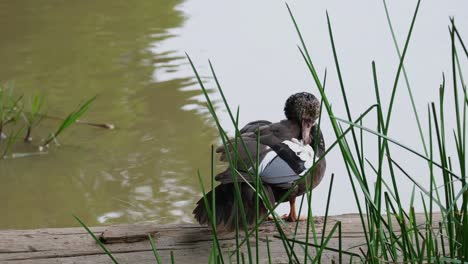Seen-preening-its-back-intensely,-White-winged-Duck-Asarcornis-scutulata,-Thailand