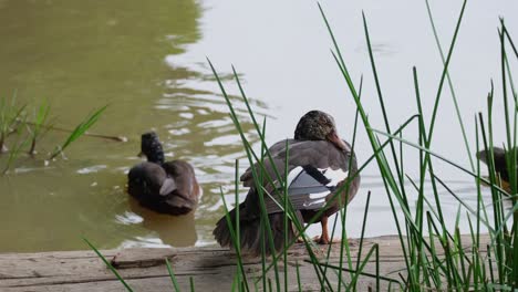 An-individual-resting-on-a-log-as-two-ducks-are-in-the-water-moving-around,-White-winged-Duck-Asarcornis-scutulata,-Thailand