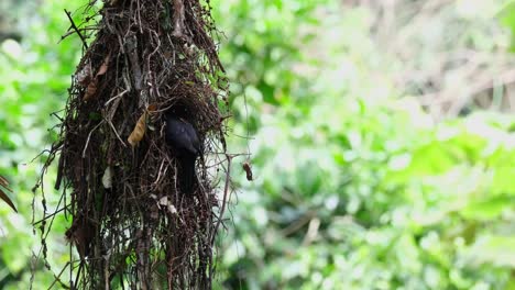 Hanging-nest-swinging-then-a-parent-bird-arrives-to-bring-food,-Dusky-Broadbill-Corydon-sumatranus,-Thailand