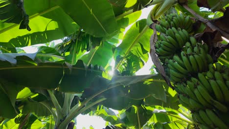 Bananenpflanzen-Slom-Motion-Sonnenstrahlaufnahmen