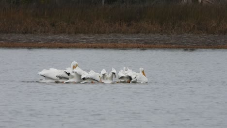 Weiße-Pelikane-Bilden-Eine-Dichte-Gruppe,-Um-Fische-Zu-Hüten-Und-Zu-Essen