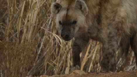Gehende-ältere-Hyäne-In-Zeitlupe,-Die-Sich-Die-Lippen-Leckt---Afrikanisches-Tier