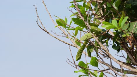 Gesehen,-Wie-Er-Auf-Einem-Kahlen-Ast-Sitzt-Und-Dann-Im-Laub-Dieses-Baumes-Fliegt,-Grasmücke,-Thailand