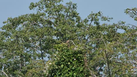 Seen-on-top-of-a-branch-of-these-trees-blown-by-a-strong-wind-fighting-to-balance-itself,-Rufous-winged-Buzzard-Butastur-liventer,-Thailand