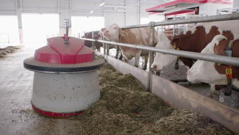 Feeding-robot-pushing-feed-for-cows-in-modern-cowshed