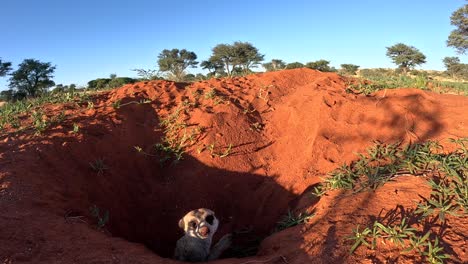 Suricate-Meerkat-popping-head-out-of-the-burrow,-hesitant-to-come-out