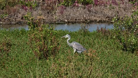 Moving-towards-the-left-walking-through-thick-grass-during-a-sunny-day,-Grey-Heron-Ardea-cinerea,-Thailand