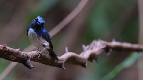 Zooming-out-as-this-bird-looks-around-while-perched-on-a-vine,-Hainan-Blue-Flycatcher-Cyornis-hainanus,-Thailand