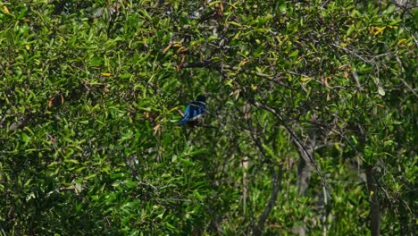 Seen-from-its-back-side-deep-in-the-branches-of-a-mangrove-tree,-Collared-Kingfisher-Todiramphus-chloris,-Thailand.