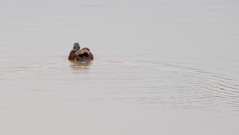 Swimming-away-towards-the-middle-of-the-lake-as-seen-from-its-back,-White-winged-Duck-Asarcornis-scutulata,-Thailand