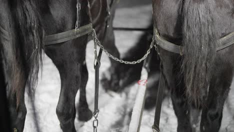 Back-View,-Harnessed-Horses-with-a-Carriage-Moving-on-Snow-on-Cold-Winter-Night
