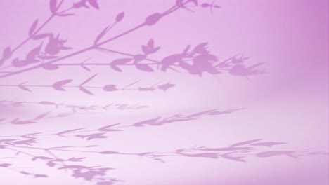 Plant-leaf-shadow-on-pink-corner-wall-gently-move-from-breeze-wind-Rendering-animation