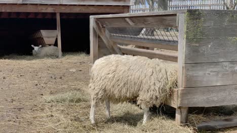 Hungry-sheep-eats-dried-hay-out-of-food-trough-on-a-farm-with-sheep-resting-in-the-background-shelter