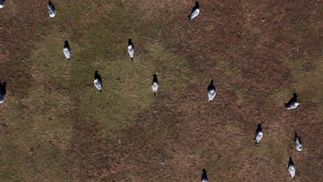 A-top-down-aerial-shot-of-a-flock-of-seagulls-sitting-on-dry-grass-on-a-sunny-day