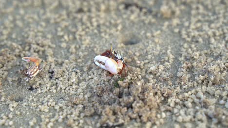 Close-up-shot-of-marine-wildlife,-male-fiddler-crab,-austruca-annulipes-with-asymmetric-claws,-foraging-and-sipping-on-the-minerals-on-the-sandy-beach-during-low-tide-period
