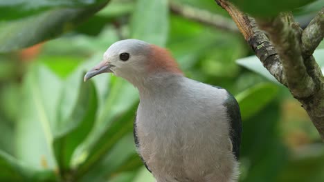 Green-imperial-pigeon,-ducula-aenea-perching-on-tree-branch,-roosting-under-canopy,-curiously-wondering-around-its-surrounding-environment,-close-up-shot