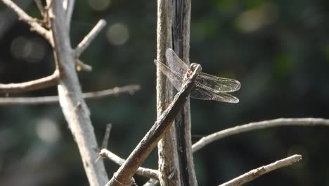 Dragonfly-waiting-for-hunt-
