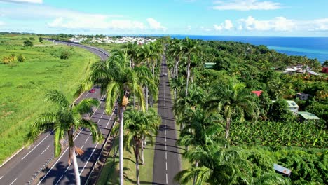 Fly-Over-Royal-Palm-Trees-In-Allee-Dumanoir-In-Guadeloupe,-Capesterre-Belle-Eau,-France