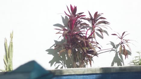 Cordyline-Red-Sister-Oder-Ti-Pflanze-Fließt-Im-Wind-Gegen-Eine-Strahlend-Weiße-Wand-In-Der-Nähe-Eines-Außenpools-An-Heißen-Sommertagen