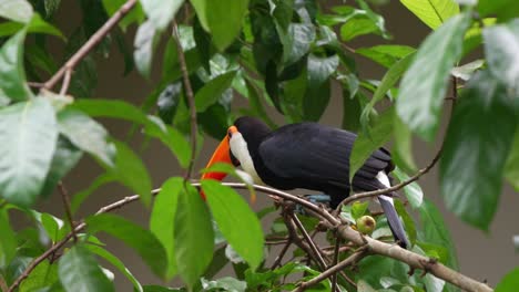 Adult-toco-toucan-with-distinctive-massive-beak,-perching-on-tree-branch-of-a-fruit-tree,-curiously-wondering-around-the-surrounding-environment,-close-up-shot