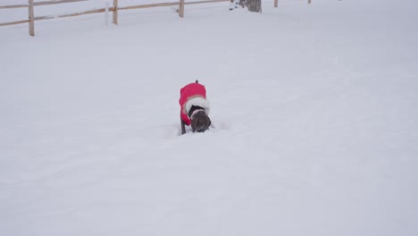 German-Shorthaired-Pointer-Dog-Playing-in-Snow-on-Cold-Winter-Day,-Slow-Motion
