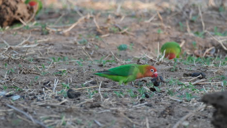 Pairs-Of-Lilian's-Lovebirds-Feeding-On-The-Ground