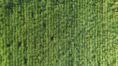 Green-Sugar-Cane-Field-In-Guadeloupe,-France-From-Above