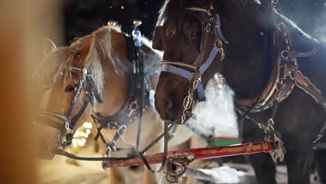 Slow-Motion,-Snowflakes-Falling-on-Harnessed-Horses-on-Cold-Winter-Night