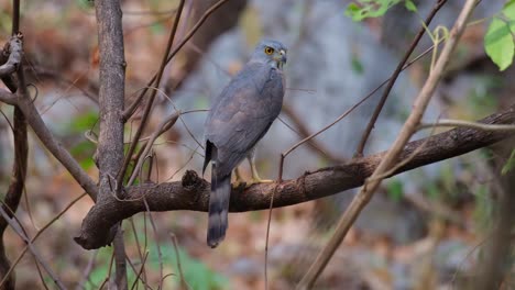 Zooming-out-to-reveal-this-lovely-raptor-perched-on-a-branch-deep-in-a-dry-forest,-Crested-Goshawk-Accipiter-trivirgatus,-Thailand