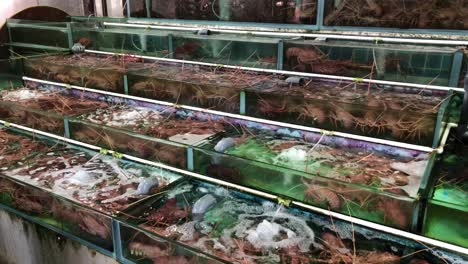 Lobsters-are-kept-alive-in-water-tanks-to-keep-them-fresh