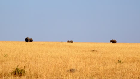 Distant-View-Of-African-Savanna-Elephant-In-Masai-Mara-National-Reserve,-Kenya,-East-Africa