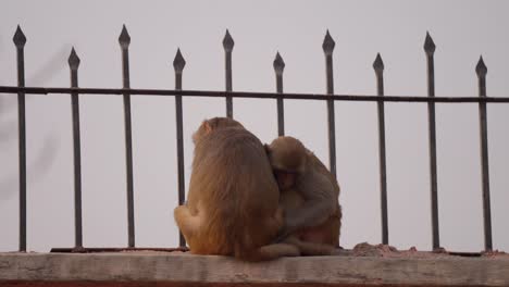 Monkeys-sitting-on-wall-resting,-baby-monkey-approaching