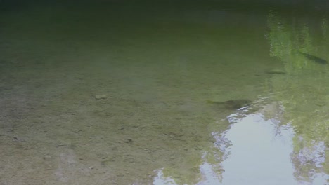 This-is-a-static-video-of-an-unidentified-sucker-or-carp-species-in-the-Hamilton-Pool-Preserve